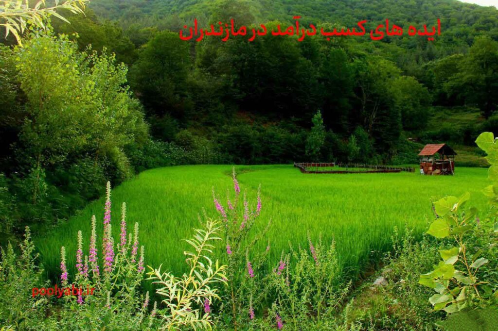 کسب درآمد در مازندران با ایده‌های بومی و فرصت‌های محلی