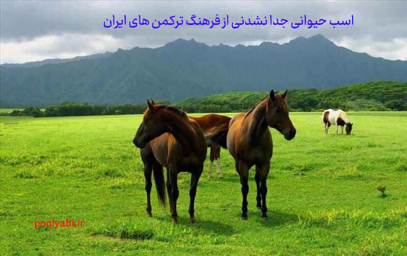 پرورش اسب ترکمن و کسبوکارهای مرتبط با آن