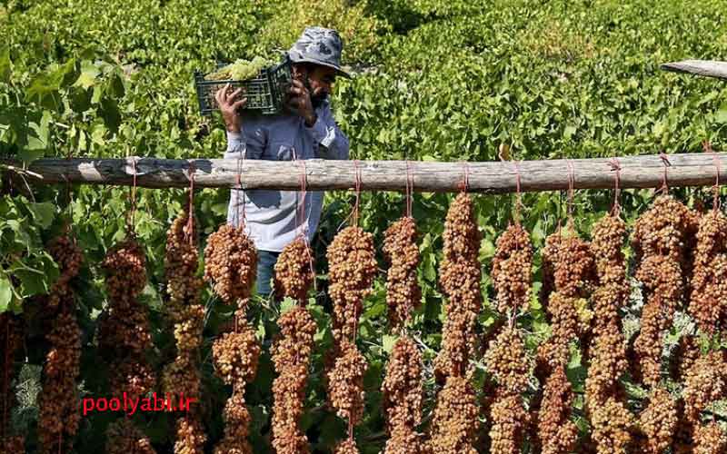 ایده‌های کسب‌وکار کشاورزی، انگور و تولیدات باغی و زراعی در خراسان شمالی