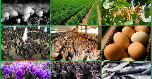 فروش اینترنتی محصولات و صنایع دستی روستایی و گردشگری کشاورزی و تجربه زندگی روستایی