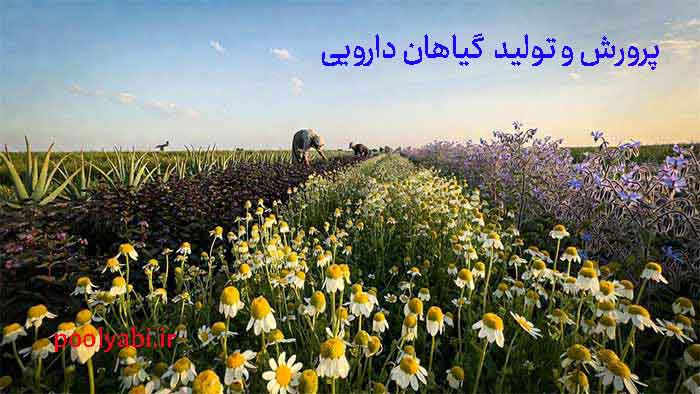 پرورش گیاهان دارویی و فروش محصولات کشاورزی